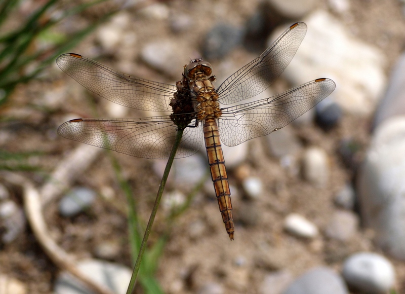 Da identificare - Orthetrum brunneum (imm.)